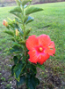 Soph's Blossom