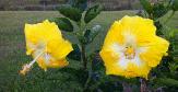 IMG0718YF